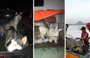 Animal rescue groups save afflicted species in PH’s Volcano eruption