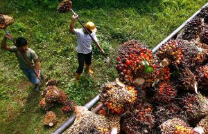 India’s restriction on palm oil hurts Malaysian refiners
