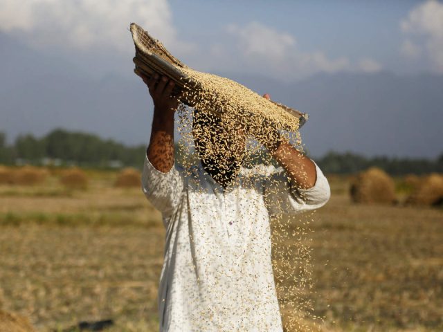 foodissue-min food price to highest level-FAO