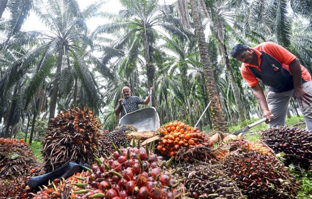 PALM OIL PLANTATION Boustead Plantations expects continued volatility in palm oil prices