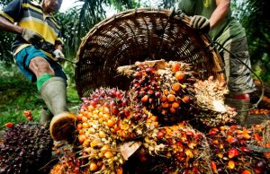 Malaysia’s palm oil stocks slide 6.56% in Feb Malaysia’s palm oil stocks slide 6.56% in Feb