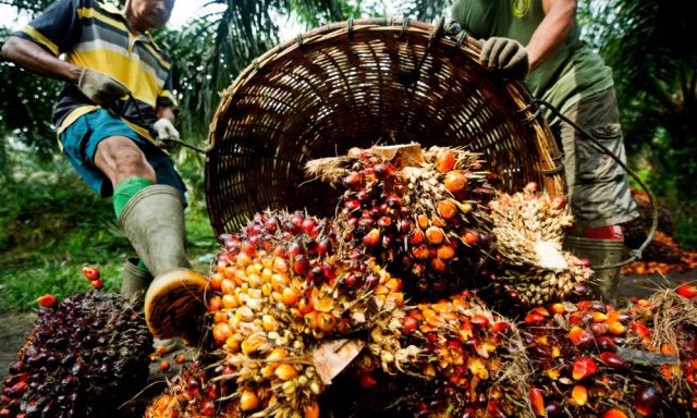 Malaysia’s palm oil stocks slide 6.56% in Feb Malaysia’s palm oil stocks slide 6.56% in Feb