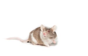 Single BRCA2 Mutation Linked to Diet-Driven Cancer Risk Scientists in a laboratory examining a DNA model and cellular samples related to BRCA2 gene research.