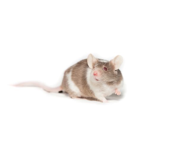 Study Challenges Long-Held Two-Hit Hypothesis with BRCA2 Gene Findings Scientists in a laboratory examining a DNA model and cellular samples related to BRCA2 gene research.