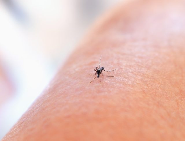 Temperature Determines Geographic Spread of Argentina's 2024 Dengue Epidemic Map of Argentina showing dengue case concentrations in northern provinces, with a temperature line marking the southern spread limit.