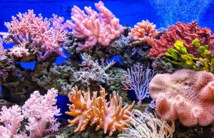 84% of Coral Reefs Hit by Global Bleaching Event A bleached white coral reef underwater, with a few fish swimming above the pale branches.