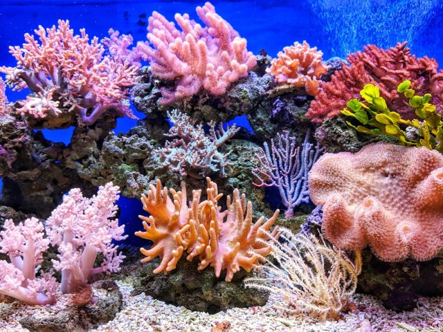 Global Coral Bleaching Event Now Affects 84% of Reefs, ICRI Reports A bleached white coral reef underwater, with a few fish swimming above the pale branches.