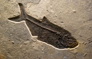 Fujianvenator Fossil Shows Dinosaur-Bird Evolution Link Paleontologists examine a Fujianvenator fossil with two legs and wing-like limbs in a dig site in Fujian, China.