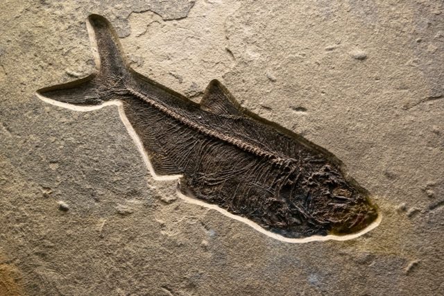 New Dinosaur Fossil in China Shows Evolutionary Link Between Dinosaurs and Birds Paleontologists examine a Fujianvenator fossil with two legs and wing-like limbs in a dig site in Fujian, China.