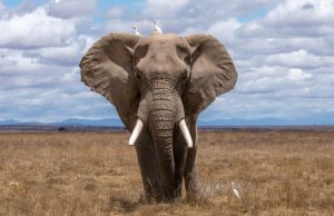 Elephant Charge Injures 13 at Sri Lanka Festival A large Asian elephant charges through a dense crowd of festival-goers at a Sri Lankan religious event, with people scrambling to escape.
