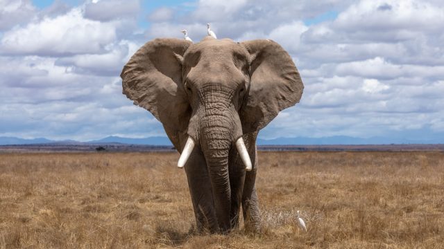 Elephant Charge at Sri Lankan Festival Leaves Thirteen People Injured A large Asian elephant charges through a dense crowd of festival-goers at a Sri Lankan religious event, with people scrambling to escape.