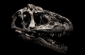 Paleontologists Uncover First Theropod in Kyrgyzstan Paleontologists excavating a partial theropod skeleton from Jurassic rock in Kyrgyzstan's Balabansai Formation.