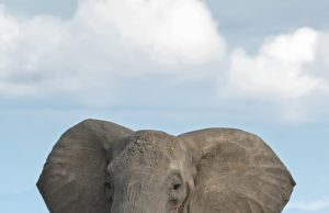 Asian Elephant Injures 13 at Sri Lanka Festival Festival-goers scatter as an Asian elephant charges through a crowded Kataragama temple ground at dusk.