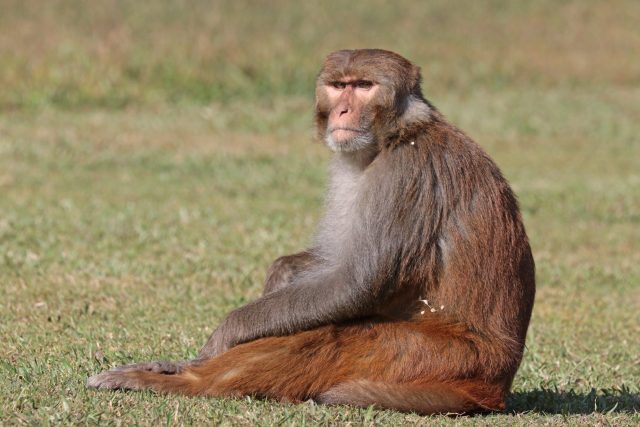 Monkeys escape from South Carolina research facility due to enclosure issue Rhesus macaque monkeys climbing trees near a research facility in Yemassee, South Carolina, after escaping from their enclosure.