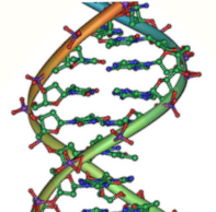 Unraveling the Connection Between Diet and Cancer Risk: A Novel Discovery Dna Double Helix