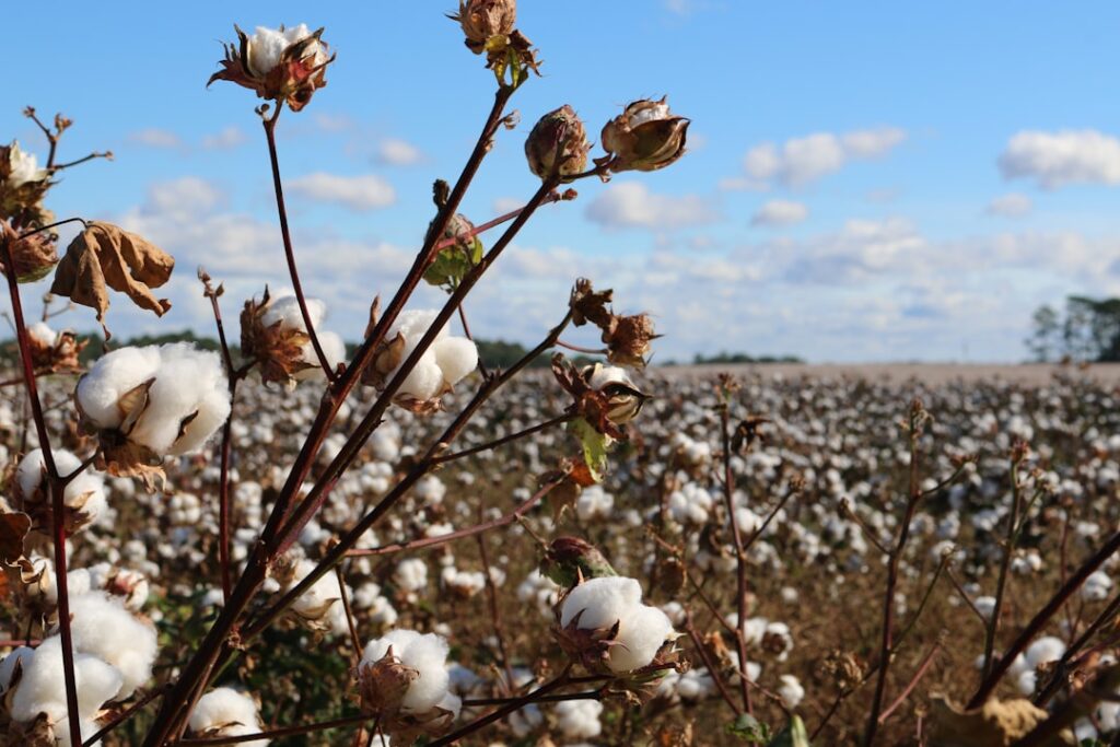 EU Targets Uzbek Cotton Plants Over Role in Russian Defense Supply Chain