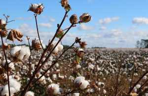 EU Targets Uzbek Cotton Plants Over Role in Russian Defense Supply Chain EU Targets Uzbek Cotton Plants Over Role in Russian Defense Supply Chain