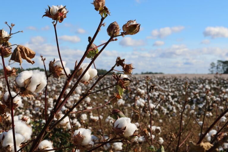 EU Targets Uzbek Cotton Plants Over Role in Russian Defense Supply Chain