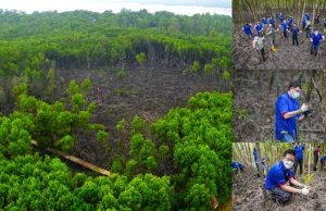 Malaysia’s Mangrove Restoration Program Gets Private Backing Malaysia Mangrove Restoration Private Funding