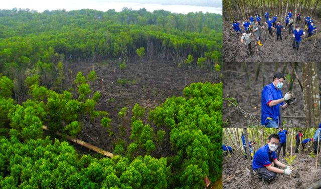Malaysia Mangrove Restoration Private Funding Malaysia Mangrove Restoration Private Funding