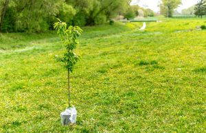Nestle Plants 3 Million Trees in Mexico, Brazil for 2050 Neutrality Rows of young tree saplings planted on restored farmland with Nestle and partner logos on stakes under morning sun.