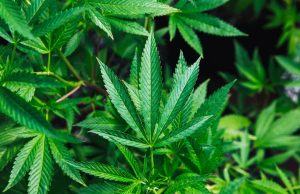 Thailand Halts Commercial Cannabis Cultivation Thai farmer stands in a cannabis field with irrigation equipment, crops unsold after government halt