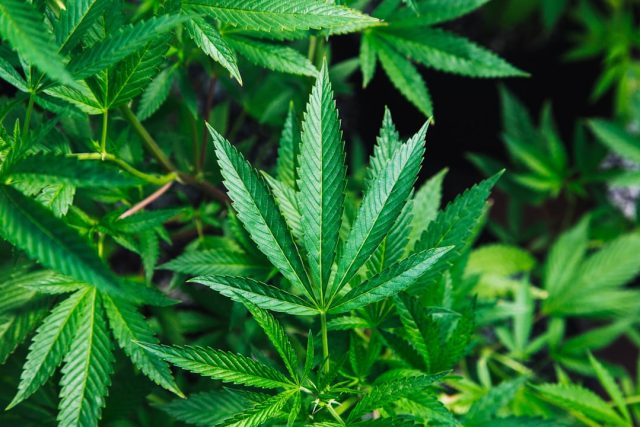 Thailand's Cannabis Reversal Ends Farmers' and Investors' Green Rush Dreams Thai farmer stands in a cannabis field with irrigation equipment, crops unsold after government halt