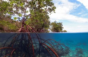 Brunei Bets on Mangroves for Blue Carbon Credit System Aerial view of Brunei's mangrove forests along the coast, with roots submerged in tidal water.