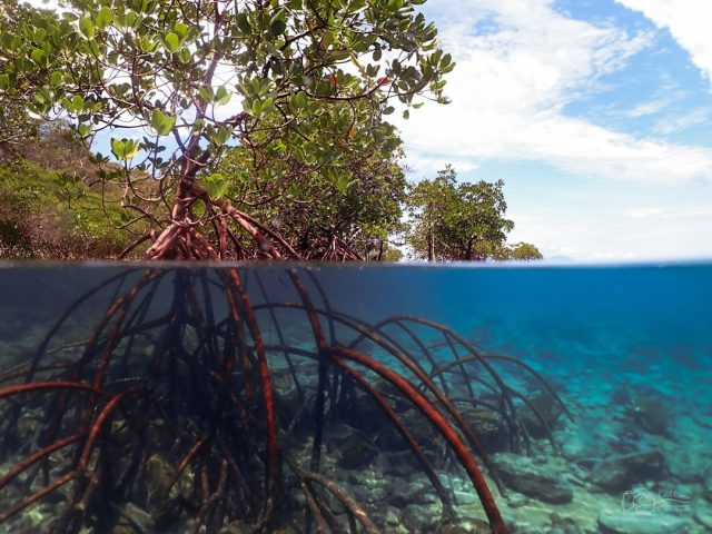 Brunei Bets on Mangroves and Seagrasses for Blue Carbon Credit System Aerial view of Brunei's mangrove forests along the coast, with roots submerged in tidal water.