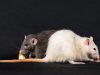 Yale Study Links “Good Fats” to Increased Pancreatic Cancer Risk Yale Study Links "Good Fats" to Increased Pancreatic Cancer Risk