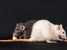 Yale Study Links “Good Fats” to Increased Pancreatic Cancer Risk Yale Study Links "Good Fats" to Increased Pancreatic Cancer Risk