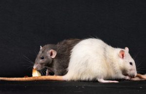 Yale Study Links “Good Fats” to Increased Pancreatic Cancer Risk Yale Study Links "Good Fats" to Increased Pancreatic Cancer Risk