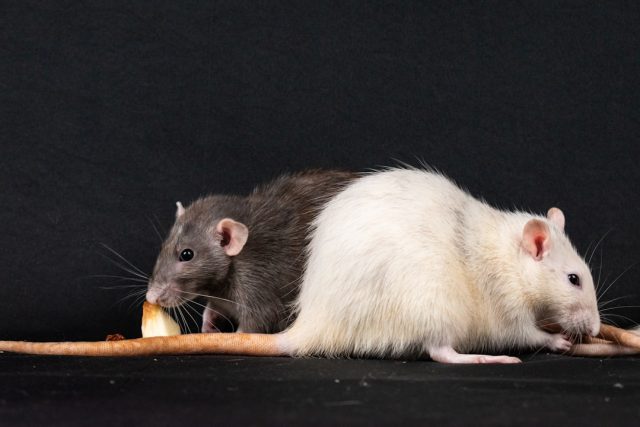 Yale Study Links "Good Fats" to Increased Pancreatic Cancer Risk Yale Study Links "Good Fats" to Increased Pancreatic Cancer Risk