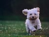 IT Professional Uses AI Tools to Create Custom Vaccine for Dying Shelter Dog IT Professional Uses AI Tools to Create Custom Vaccine for Dying Shelter Dog