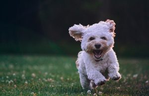IT Professional Uses AI Tools to Create Custom Vaccine for Dying Shelter Dog IT Professional Uses AI Tools to Create Custom Vaccine for Dying Shelter Dog