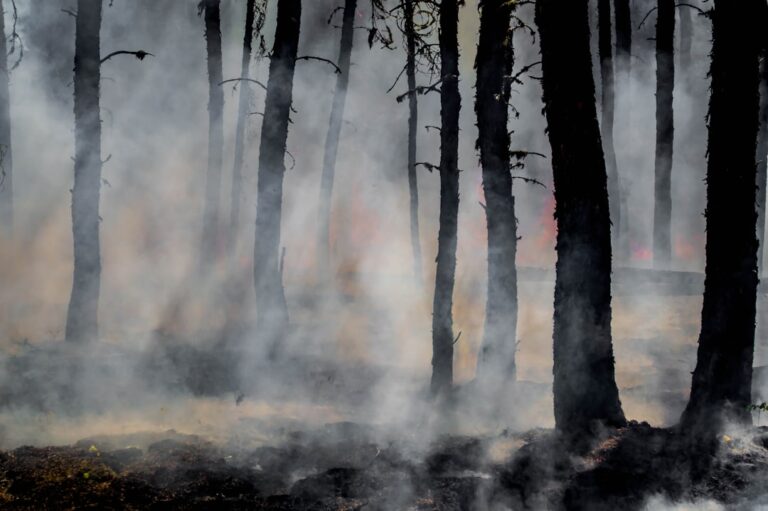70,000 Died in Europe’s 2022 Heatwaves, Study Finds