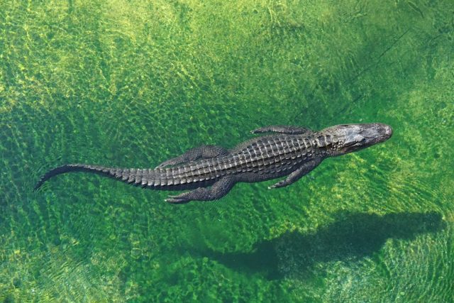 Female Crocodile's Virgin Birth Marks First Documented Case in Species Close-up of an American crocodile guarding a clutch of white eggs on a sandbank under zoo lighting.
