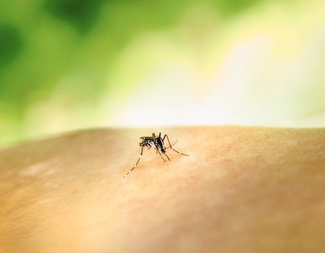 Mali Reports 600 Dengue Cases and 21 Deaths in Escalating Outbreak Aedes mosquito larvae float in a stagnant water barrel beside a Mali household.