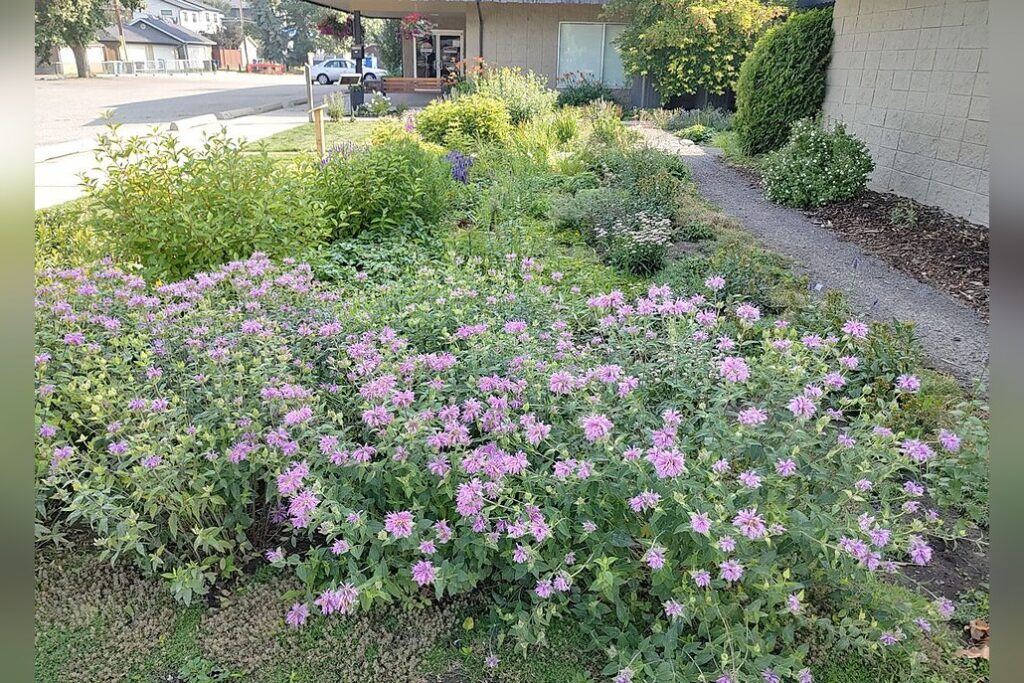 Rain Garden